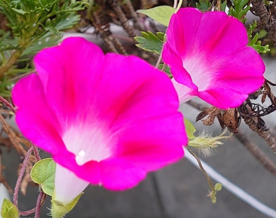 #みんなの親孝行の日
親孝行をする大切さなどを
説いている日本親孝行協会が
8/5に制定しています｡

🍀日頃出来ない感謝を🍀

#親孝行
#今日も笑顔で😊🍀Good day🍀 https://t.co/8yUZOHlhIF

@Toshi94435629