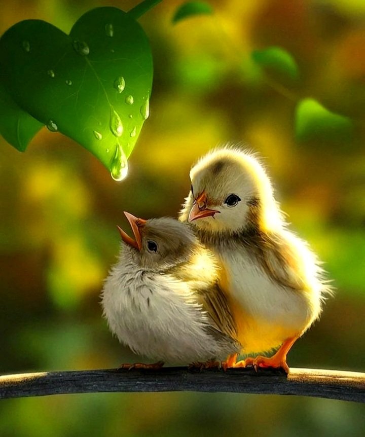🌿💧  so cute 🐥🐤 https://t.co/QaAMWvOYHi

@DolceRagazza26