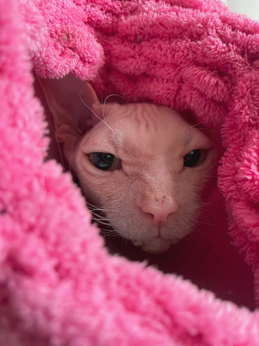 Кошочька моя кохана, трампапулька. Не дає мені спати хєрову тьму ночей, розказує , шо мене чекає з липня. https://t.co/md6KrEAWof

@slavic_bulochka