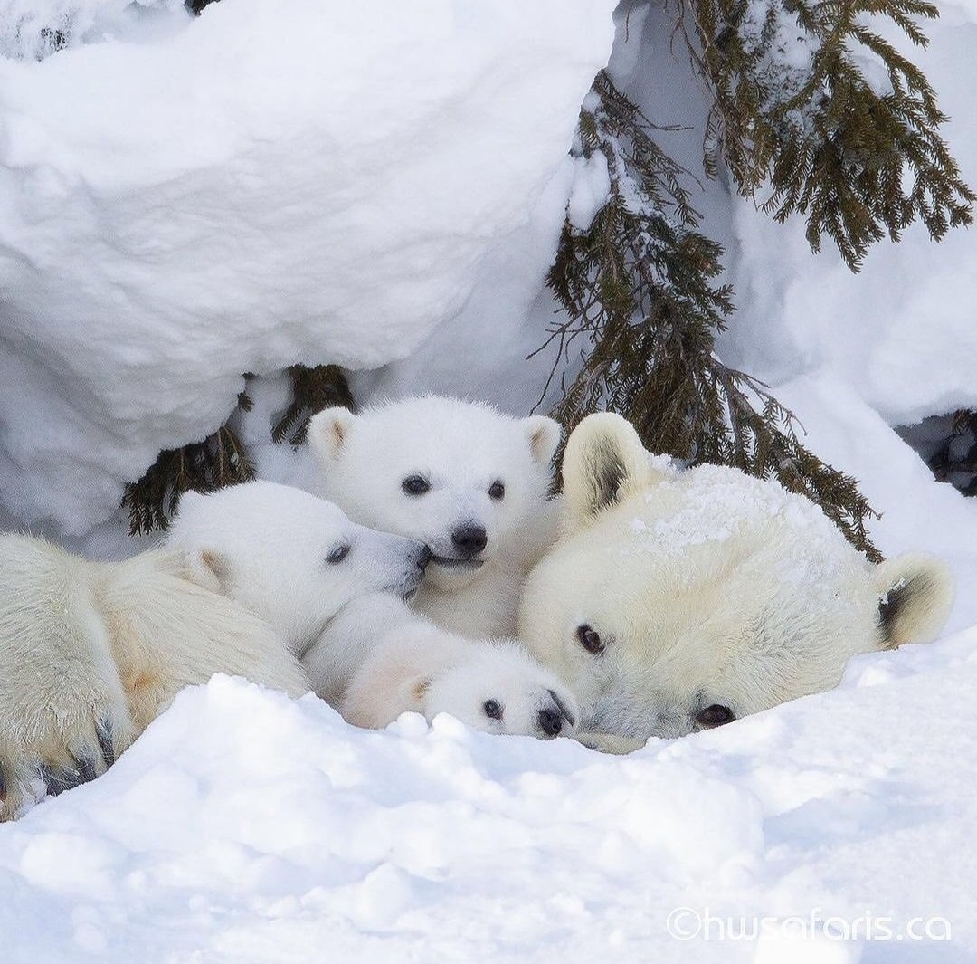 Lovely Family🐻❄️🥰🤍 https://t.co/M0EAYsm0jH

@zazafontaine42