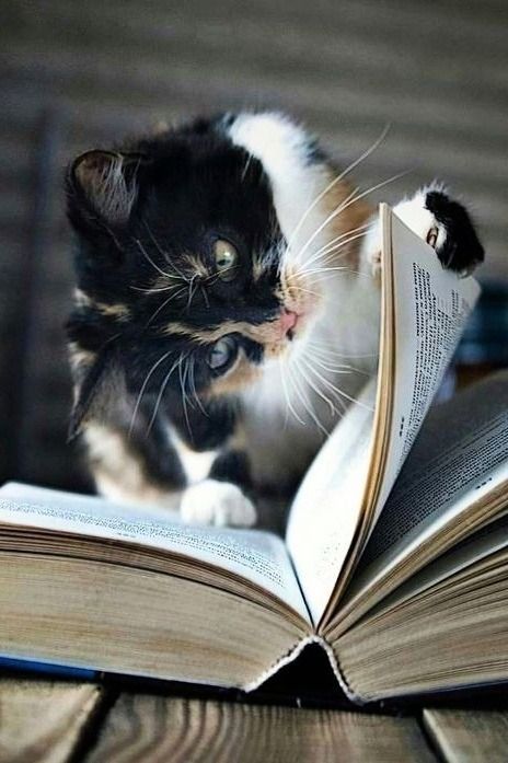 Mood not disturb 🐈 😍 https://t.co/LZn6O7aHfo

@VieNatureSavoir