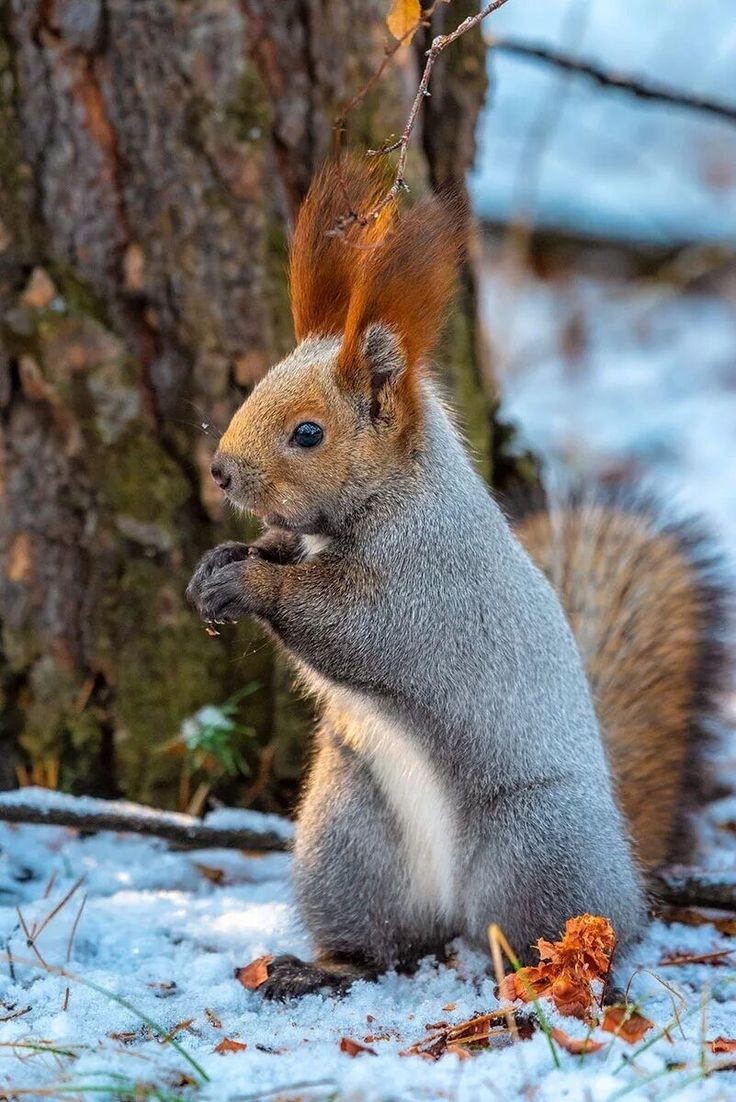 Happy Wednesday 💕🐿️💕 https://t.co/ezMfYFy079

@raducu_nicoleta