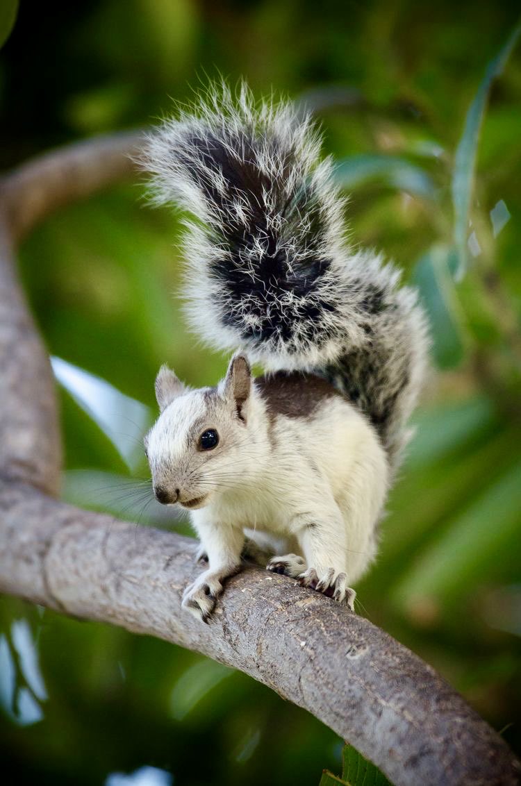 Today’s little cutie is a Variegated Squirrel 🥰 https://t.co/bDs8cqD9bK

@Don_DHYB
