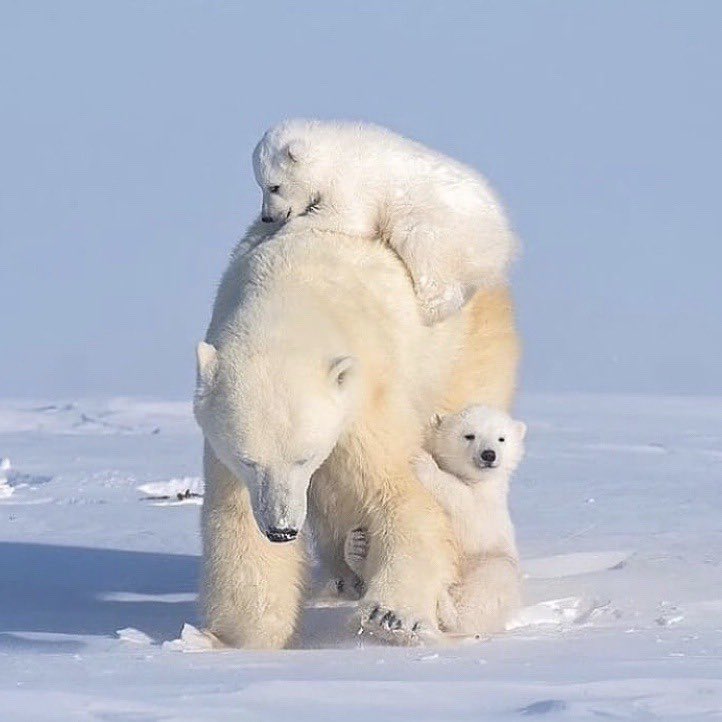 Good morning Twitter-Friends…Happy Tuesday ☃️❄️🌷

#TuesdayMotivaton 🌷 #CoffeeTime ☕️ #WinterWeather ☃️ #AnimalLovers 💗 #StaySafe ❄️ #BeKind 🌸 #Peace 🕊️ https://t.co/Yefl7Ga6JZ

@marie_nassar