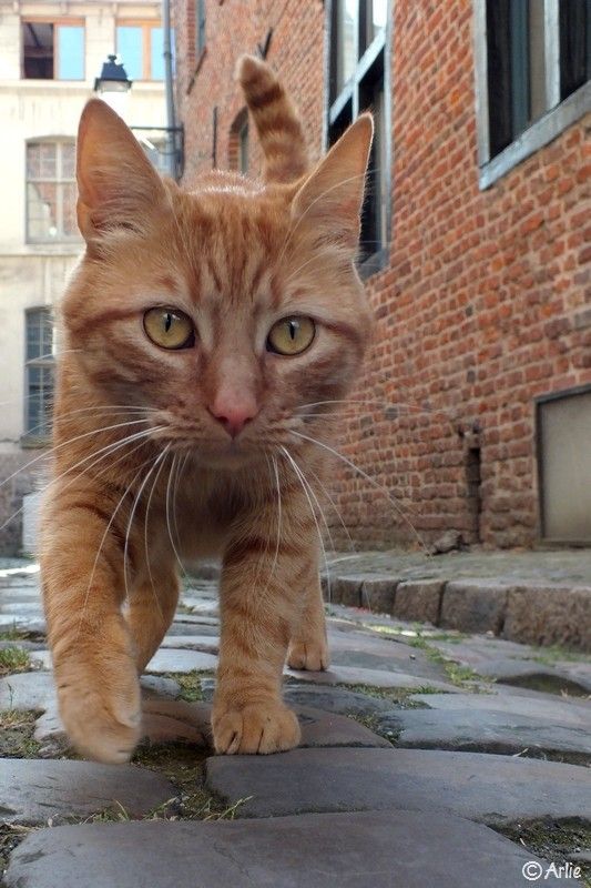 ♡♡♡🐱♡♡♡ https://t.co/KKlat8itfq

@barbypada