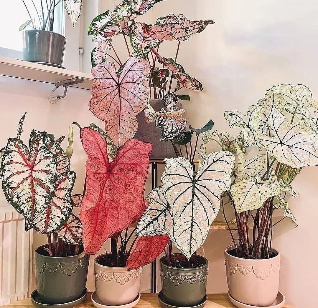 A collection of Caladiums 🌿 https://t.co/PnVFUULPku

@HobbyistPlant
