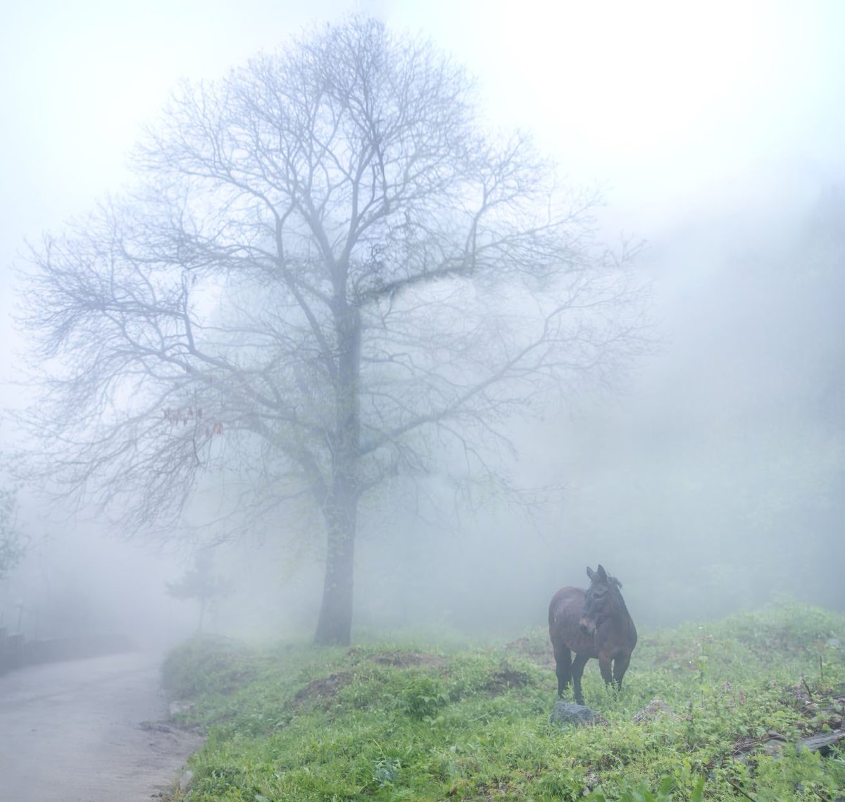 ~ ☆𓃗 Foggy evening https://t.co/0L6PkYSeo3

@Pandora16270480
