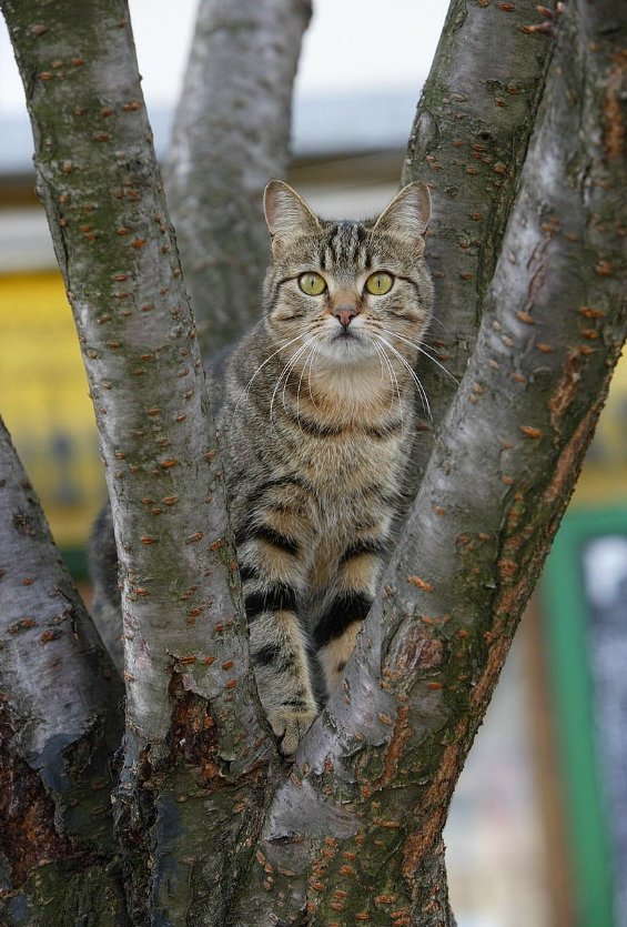 ♡♡♡🐱♡♡♡ https://t.co/2QgdiF2sEY

@barbypada