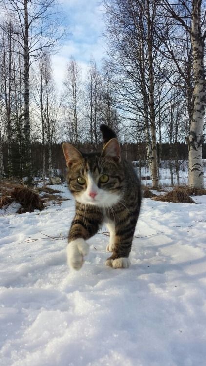 ♡...♡...♡ ❄️🐈❄️♡...♡...♡ https://t.co/O2pqOd9ALg

@barbypada