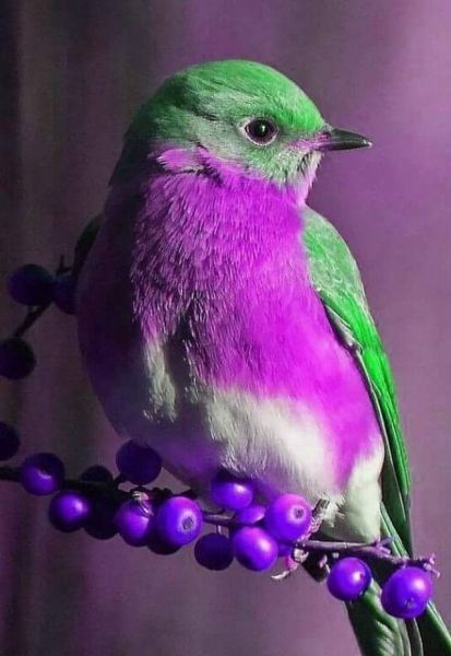 Good afternoon 💜🐦💜 https://t.co/Xl1Y9U893W

@VieNatureSavoir