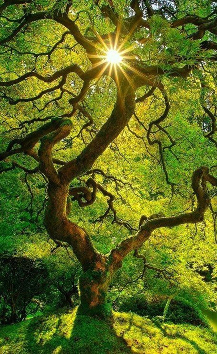 Good morning 💚☀️💚

Happy #ValentinesDay  💝 https://t.co/X4E7QGgqgl

@VieNatureSavoir