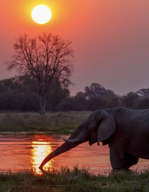 Good evening 🧡.*•🐘 https://t.co/p1cYpeKE8h

@Pandora16270480