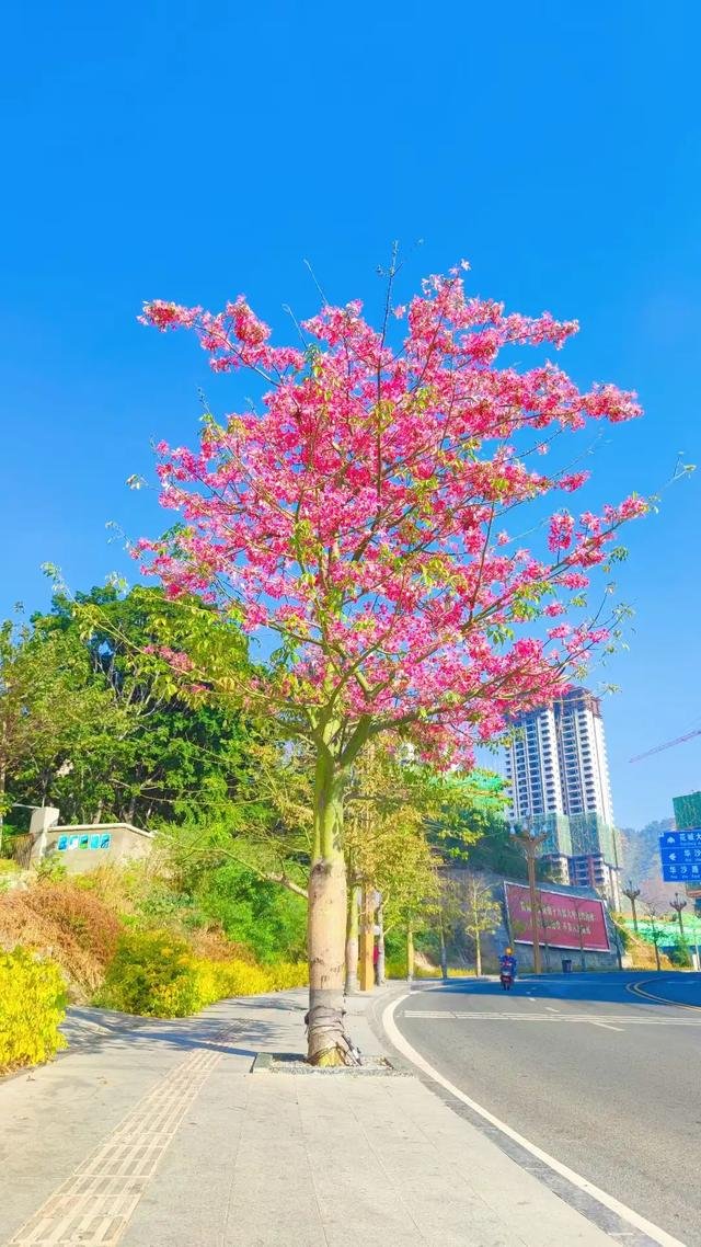 春风如贵客，一到便繁华。 https://t.co/Zpbv0gYmxU

@HYF98334204