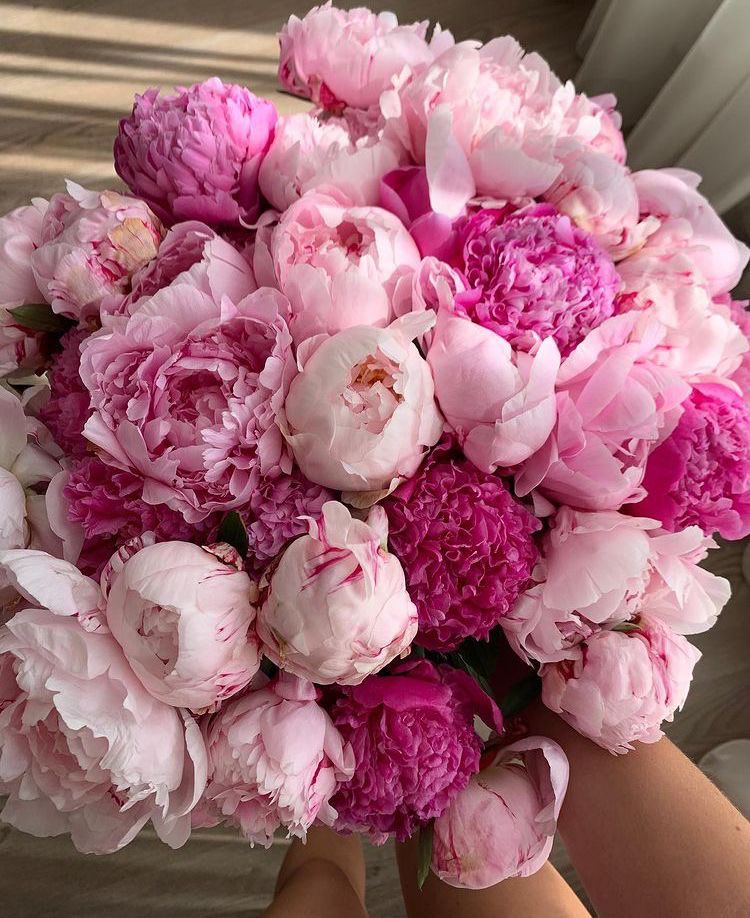 Peonies https://t.co/NSMTPnMqcR

@ivyluvx