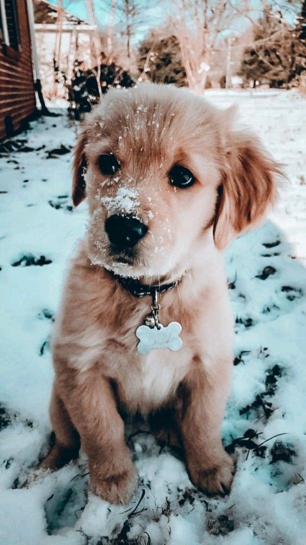 Buongiorno A TUTTI😘
Happy day Y'ALL💖

💕🐾 https://t.co/es2pgB7btM

@AlteaFerrari