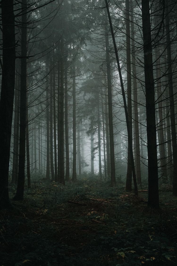 foggy dark forest. https://t.co/yeVrbHcbvy

@violettweets_