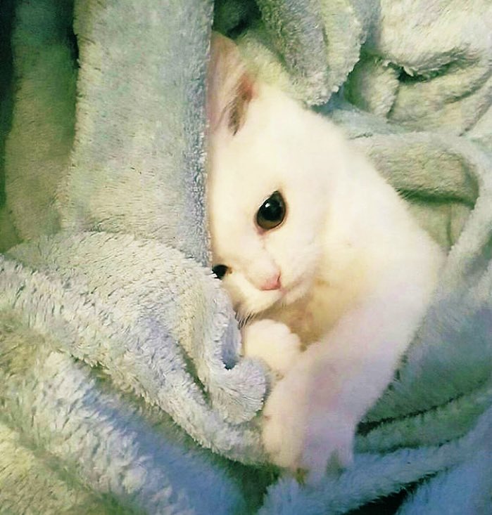 #catlover 🐾 https://t.co/0IUZAnhBIH

@pep_vilamala