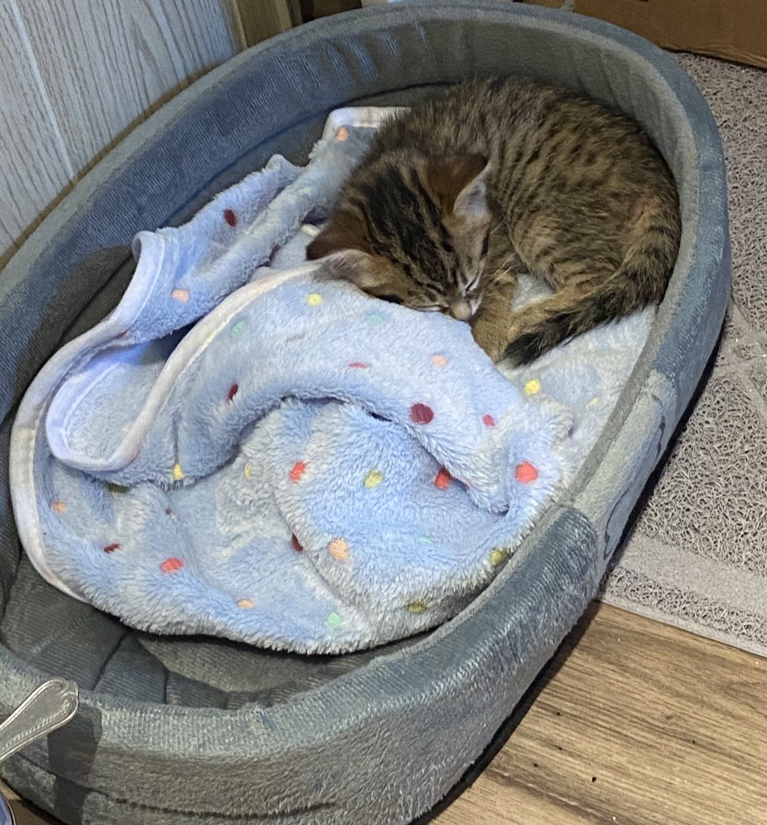 first night: mf won’t stop running at night and then he is eepy all day https://t.co/d7LoeTVdk6

@beergirl1234