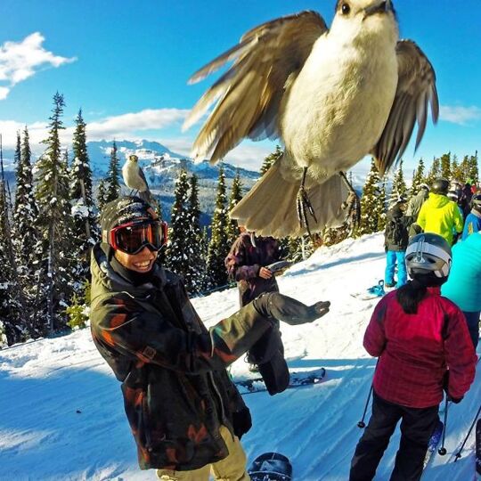 Perfect Timing In Whistler, Canada   #perfectlyTimedPhotos