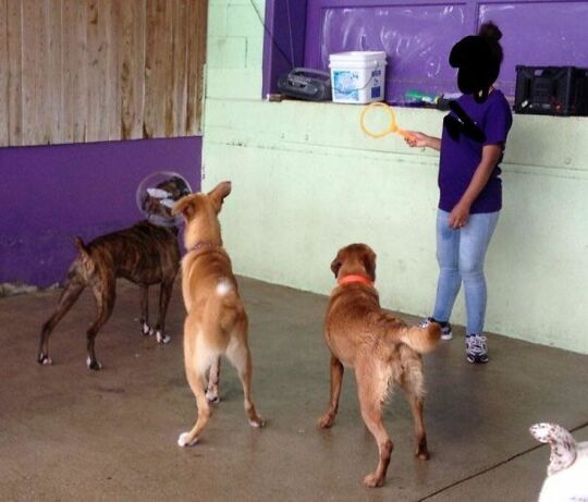 The Timing Makes My Dog Look Like A Space Man   #perfectlyTimedPhotos