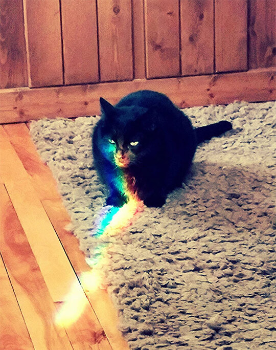 Jack Is Pissed About Being The Nyan Cat   #perfectlyTimedPhotos
