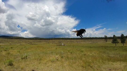 A Bee Flew In Front Of My Camera At The Perfect Time   #perfectlyTimedPhotos