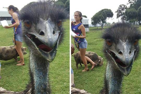 Went To A Petting Zoo. Friend Got Stepped On By A Pig. I Couldn't Have Planned These Pictures If I'd Tried!   #perfectlyTimedPhotos