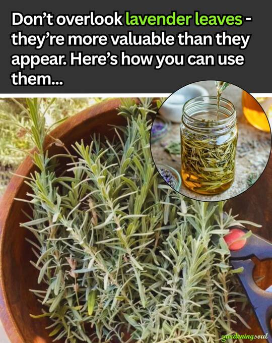 https://gardeningsoul.com/dont-toss-out-lavender-leaves-use-them-in-these-surprising-ways/