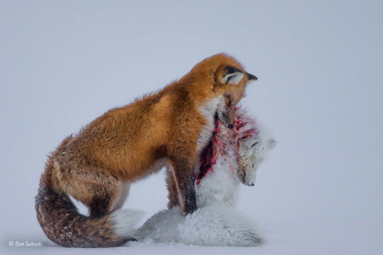 From a distance, Don Gutoski could see that the red fox was chasing something across the snow.    As he got closer, he realised the prey, now dead, was an Arctic fox.  For three hours in temperatures of -30 degrees centigrade, Don stayed at the scene, until the red fox picked up the eviscerated carcass and dragged it away to store for later.  In the Canadian tundra, global warming is extending the range of red foxes northwards, where they increasingly cross paths with their smaller relatives, the Arctic fox.  For Arctic foxes, red foxes now represent not just their main competitor – both hunt small animals such as lemmings – but also their main predator. Few actual kills by red foxes have been witnessed so far, but it is likely that conflicts between the two mammals will become more common.    'A Tale of Two Foxes' won #WPY51's Mammals category, and won Don the title of Wildlife Photographer of the Year 2015.  We'll announce our Wildlife Photographer of the Year 2025 on Tuesday 14 October. Make sure to book your tickets to our upcoming exhibition of the world's best nature photography to be the first in line: https://brnw.ch/21wW4Ic