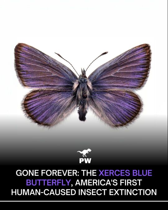Once fluttering gently through the coastal dunes of San Francisco, the Xerces Blue Butterfly now exists only in photographs and memories. It was the very first insect species in the United States known to go extinct directly due to human activity, marking a chilling turning point in our ecological history. The Xerces Blue (Glaucopsyche xerces) was a tiny, iridescent blue butterfly native to the sand dunes along the San Francisco Peninsula. For thousands of years, it thrived in a fragile, unique ecosystem. But in the 1940s, as the city of San Francisco rapidly expanded, its natural habitat was swallowed up by concrete, roads, and suburban housing. The coastal dunes that once held a rich array of native plants were leveled to make way for development, erasing not just a landscape but a lifeline. The larvae of the Xerces Blue depended heavily on two native plants, Lotus and Lupinus, for nourishment and reproduction. When those plants vanished under bulldozers, so did the butterfly's chances of survival. With no food source and no breeding grounds, the population plummeted to zero. Conservationists were too late to act, and by the mid-20th century, the Xerces Blue was officially declared extinct. What makes this extinction particularly tragic is how preventable it was. No diseases, predators, or natural disasters played a role. It was entirely due to human urbanisation and disregard for fragile ecosystems. And sadly, this wasn't the last of its kind. The Rocky Mountain Locust, the American Chestnut Moth, the British Large Copper, and several Hairstreak butterflies have since vanished under similar circumstances. Our modern world, in its rush to grow, has repeatedly failed to make space for the smallest among us. Fun Fact: The Xerces Blue Butterfly is so iconic that it inspired the name of the Xerces Society, a global nonprofit dedicated to invertebrate conservation. Follow PreHistoric World for more true stories of lost species, ancient worlds, and lessons we must not forget.   #Dinosaurs #PreHistoricWorld #JurassicWorld #Paleontology #InsectExtinction #XercesBlue