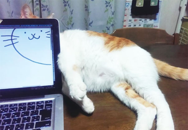 Perfectly Timed Cat   #perfectlyTimedPhotos