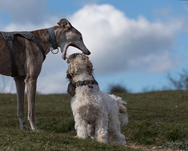 Perfectly Timed Photo Of A Dog Yawning   #perfectlyTimedPhotos