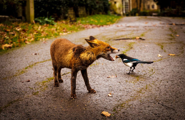 Risk It For A Biscuit   #perfectlyTimedPhotos