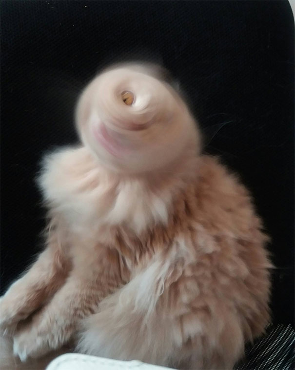Perfectly Timed Photo Of A Cyclops Kitty   #perfectlyTimedPhotos