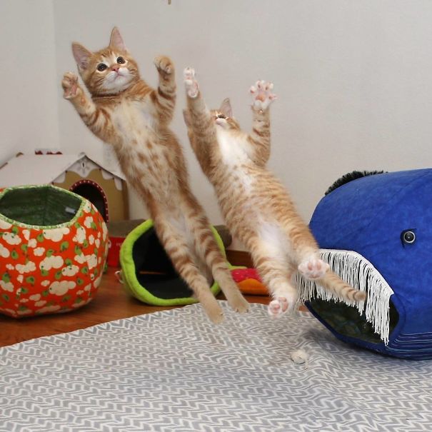 Goalkeeper Cats   #perfectlyTimedPhotos