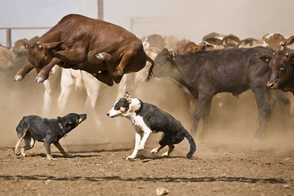 Cow Jumping Over Herding Dogs   #perfectlyTimedPhotos