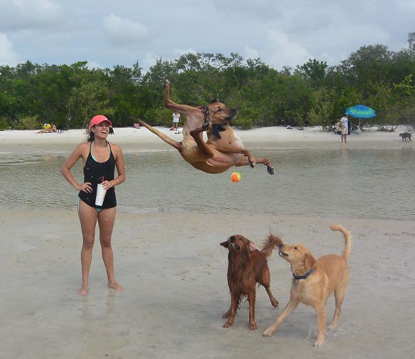 This Dog Trying To Catch The Ball   #perfectlyTimedPhotos