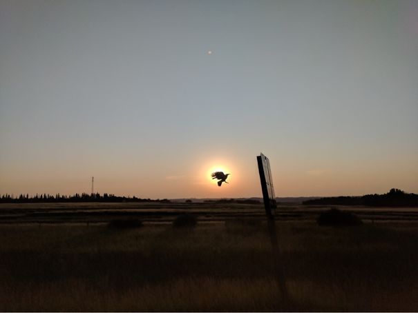 Tried To Take A Picture Of The Sunset While Driving And A Bird Totally Ruined My Shot   #perfectlyTimedPhotos
