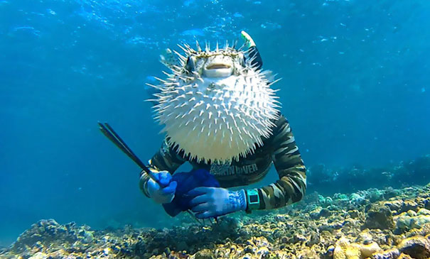 This Is The Hilarious Moment A Curious Pufferfish Managed To Photobomb An Unsuspecting Diver   #perfectlyTimedPhotos