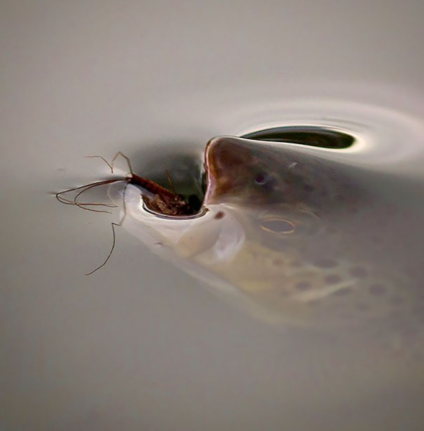 The Moment A Trout Eats A Mayfly And The Second Before Water Tension Gives Way  #PerfectlyTimedPhotos 