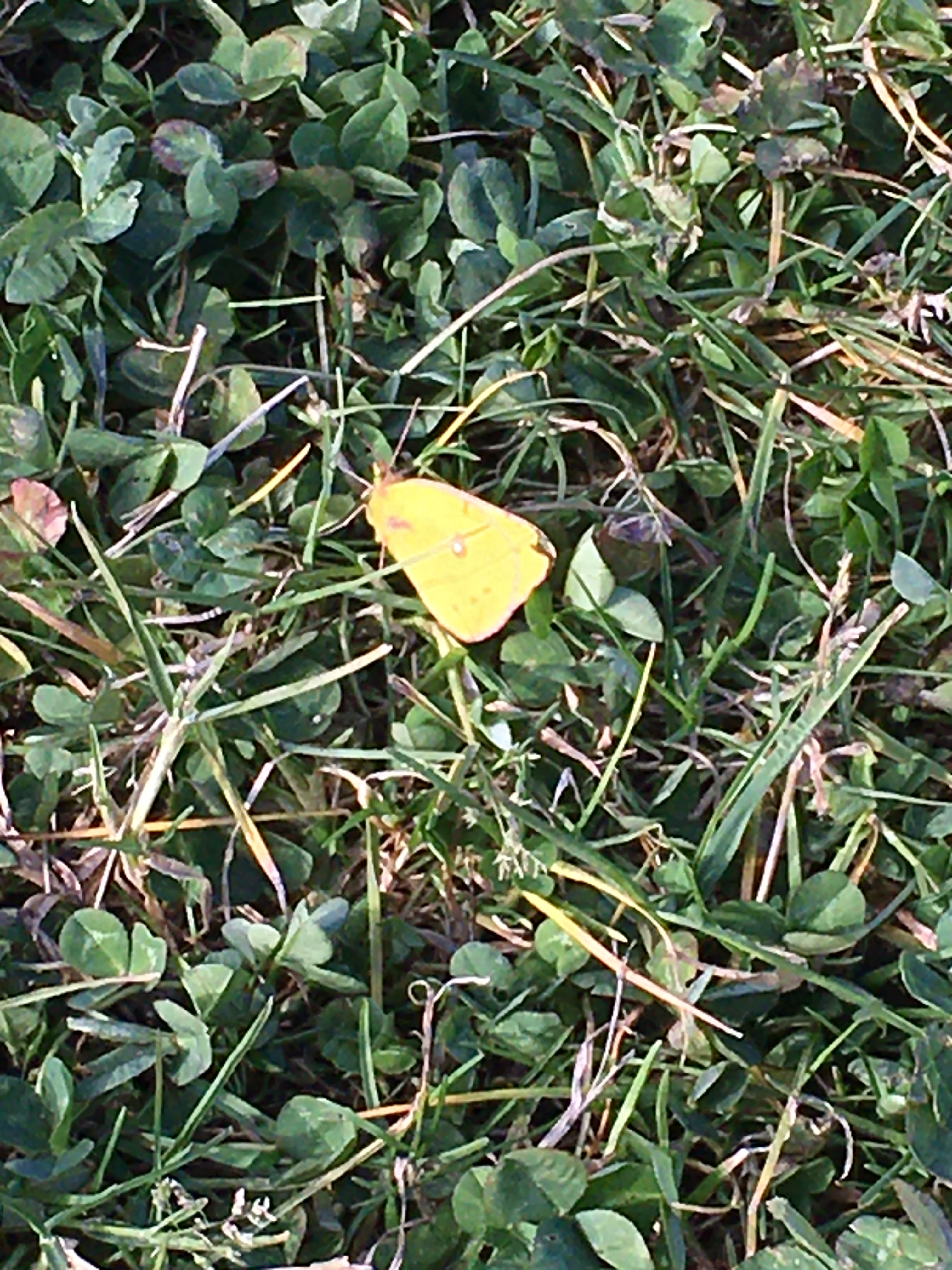 Butterflies in late November