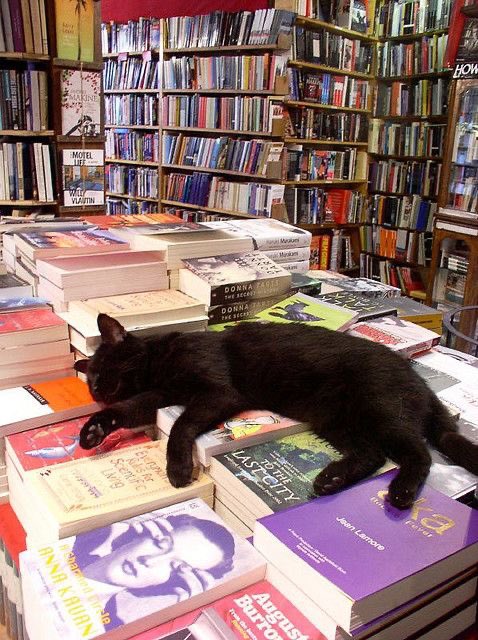 i want to be a bookstore cat in my next life https://t.co/s0a4gshw4M