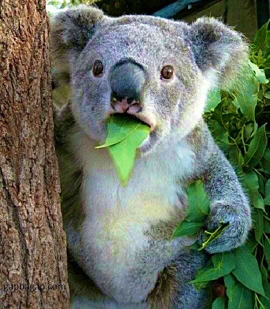 Me after seeing a person that told me they weren't attending Jose Chameleon's #GwangaMujje concert on Friday at Lugogo Cricket Oval
#UnleashYourBeat https://t.co/G4XqND4Pjq

@HadrielCamille