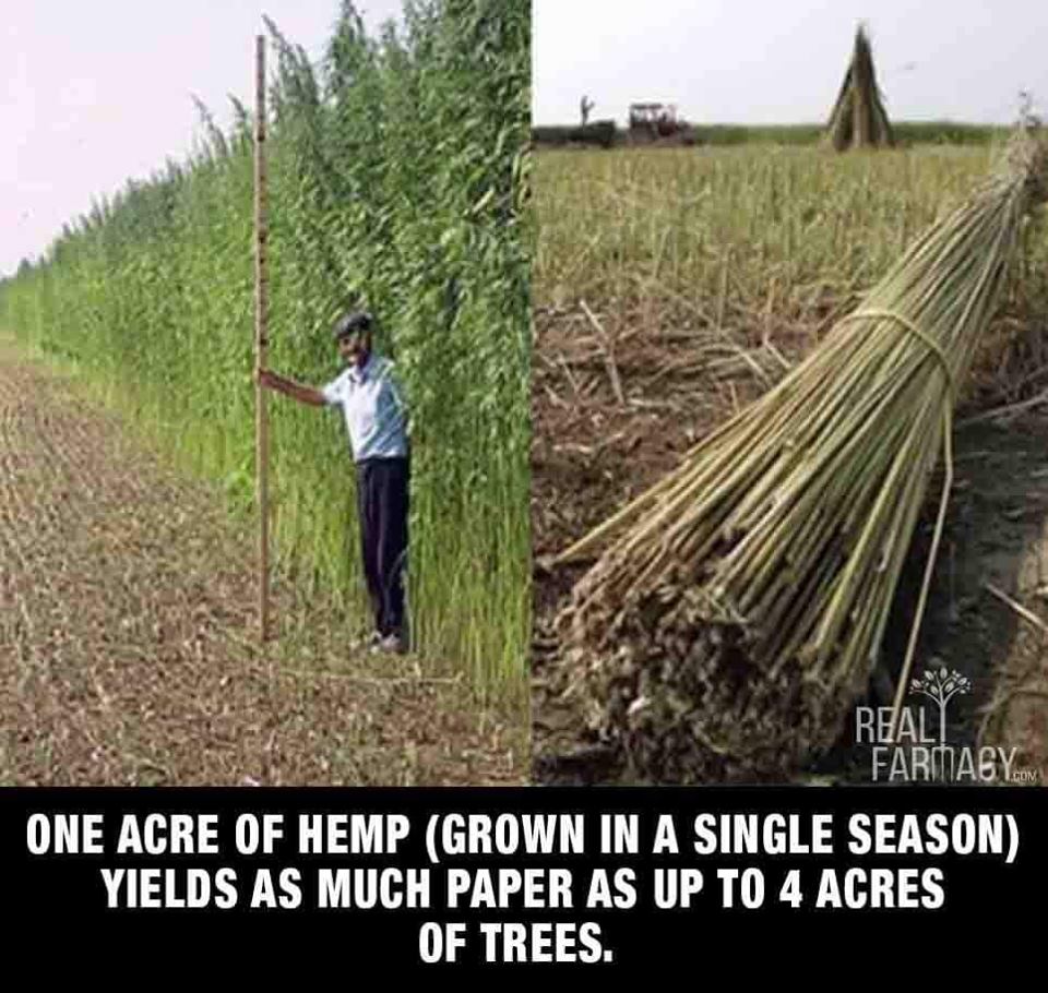 We need more hemp to be grown again! (yes we used to grow alot of it) Ontario is perfect for it and it replaces trees for paper use, cotton for fabric use and you get 2 crops a season!  https://www.facebook.com/photo/?fbid=741492874842087&set=a.485907273733983