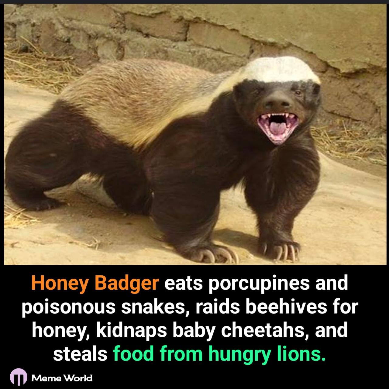 **Meme World:**   https://www.facebook.com/photo/?fbid=566580546131169&set=gwww.2306882429679003&idorvanity=2194716607562253