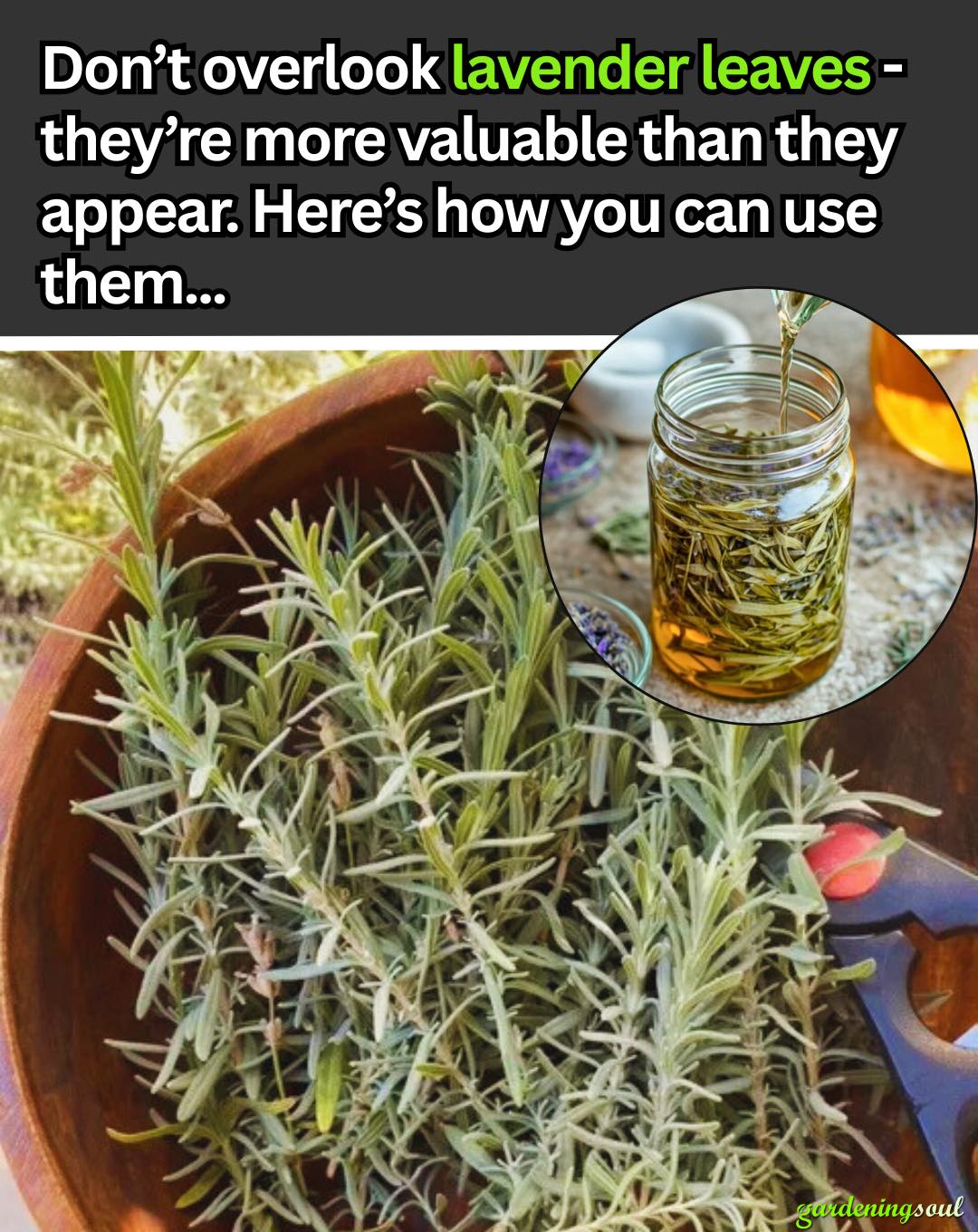 https://gardeningsoul.com/dont-toss-out-lavender-leaves-use-them-in-these-surprising-ways/