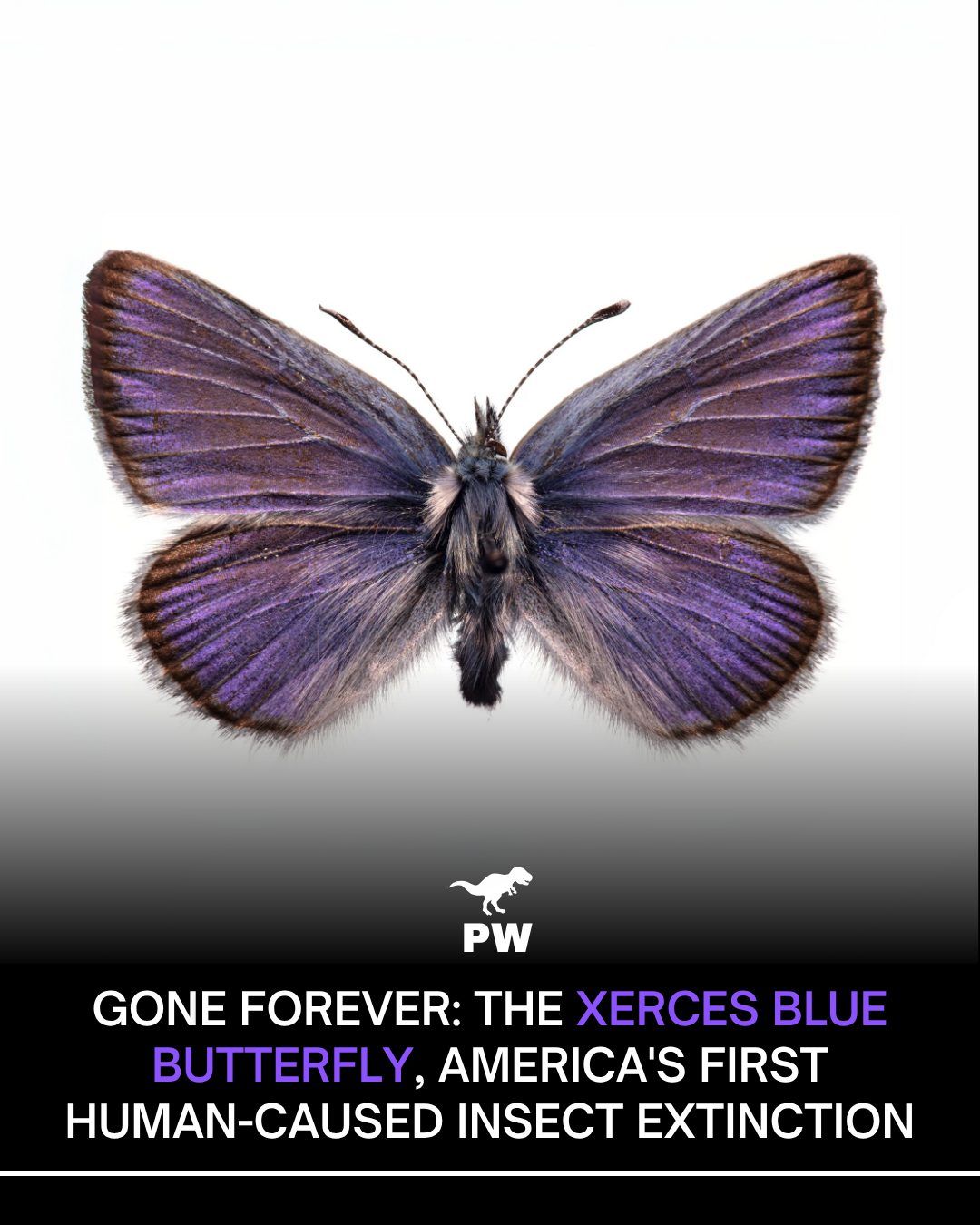Once fluttering gently through the coastal dunes of San Francisco, the Xerces Blue Butterfly now exists only in photographs and memories. It was the very first insect species in the United States known to go extinct directly due to human activity, marking a chilling turning point in our ecological history. The Xerces Blue (Glaucopsyche xerces) was a tiny, iridescent blue butterfly native to the sand dunes along the San Francisco Peninsula. For thousands of years, it thrived in a fragile, unique ecosystem. But in the 1940s, as the city of San Francisco rapidly expanded, its natural habitat was swallowed up by concrete, roads, and suburban housing. The coastal dunes that once held a rich array of native plants were leveled to make way for development, erasing not just a landscape but a lifeline. The larvae of the Xerces Blue depended heavily on two native plants, Lotus and Lupinus, for nourishment and reproduction. When those plants vanished under bulldozers, so did the butterfly's chances of survival. With no food source and no breeding grounds, the population plummeted to zero. Conservationists were too late to act, and by the mid-20th century, the Xerces Blue was officially declared extinct. What makes this extinction particularly tragic is how preventable it was. No diseases, predators, or natural disasters played a role. It was entirely due to human urbanisation and disregard for fragile ecosystems. And sadly, this wasn't the last of its kind. The Rocky Mountain Locust, the American Chestnut Moth, the British Large Copper, and several Hairstreak butterflies have since vanished under similar circumstances. Our modern world, in its rush to grow, has repeatedly failed to make space for the smallest among us. Fun Fact: The Xerces Blue Butterfly is so iconic that it inspired the name of the Xerces Society, a global nonprofit dedicated to invertebrate conservation. Follow PreHistoric World for more true stories of lost species, ancient worlds, and lessons we must not forget.   #Dinosaurs #PreHistoricWorld #JurassicWorld #Paleontology #InsectExtinction #XercesBlue
