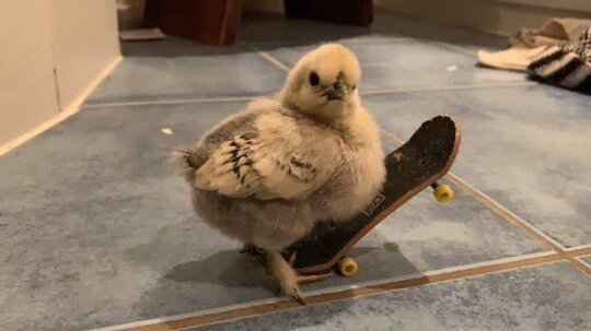 Chicks who skate >>>>