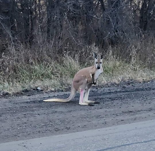 *Search continues for loose kangaroo in Oshawa after it escaped during pit stop at local zoo* /Durham police confirmed that a delivery driver transporting two kangaroos to Quebec made a pit stop Thursday night at the Oshawa Zoo to “let the kangaroos stretch their legs” when one of the creatures escaped its handlers./ The search continues Saturday in the Oshawa area after a kangaroo was spotted hopping alongside roadways by passing motorists a day earlier. At least two short clips of the escaped marsupial were posted online after motorists filmed the loose kangaroo bouncing through ditches during the early morning hours of Dec. 1. In an email with the Star on Friday evening, Sgt. Joanne Bortoluss of Durham Regional Police Service confirmed that a delivery driver transporting two kangaroos to Quebec made a pit stop Thursday night at the Oshawa Zoo to “let the kangaroos stretch their legs. “Unfortunately, during this break, one of the kangaroos managed to escape and has been sighted multiple times (Friday).” Durham police are not actively involved in the hunt for the kangaroo, Bortoluss confirmed. Police issued an alert on X, the platform formerly known as Twitter, earlier Friday saying a kangaroo had been spotted in the area of Harmony Rd. N. and Winchester Rd. E., and they warned against approaching it. Cameron Preyde, the park supervisor at the Oshawa Zoo and Fun Farm who was aiding in the search of the kangaroo, told the Star in an email Friday that the searchers have a “very good idea of where the animal is. “We don’t expect it to travel very far, if at all,” Preyde wrote, “We’re going to put in every effort tomorrow (Saturday) to get the kangaroo into a safe and warm environment tomorrow and make sure it gets as much delicious food and water as it wants. “This incident absolutely sucks, but it’s wonderful to know that this incredible community is willing to come together to help,” he wrote. “This animal doesn’t belong to The Oshawa Zoo and that doesn’t matter.” The search was halted overnight but resumed Saturday morning, Team Chelsea told the Star. In one video, posted by Team Chelsea, a kangaroo, illuminated briefly by headlights, can be seen bounding alongside a vehicle. According to Team Chelsea, a lost pet search group, the kangaroo was spotted at 7:43 a.m. on the south side of Winchester Road heading westbound from Harmony Road. In a second video provided to durhamregion.com by Landon Rellinger, a kangaroo can be seen hopping in a ditch while a red car keeps pace with the runaway animal. “We thought it was a deer at first, but then we saw it hopping,” Paul Rellinger, driving while his son Landon shot the video. “As we got closer, we realized, nope, it’s definitely a kangaroo or something similar.” Volunteers were scouring the area on Friday to locate and secure the furry fugitive after Team Chelsea began receiving calls about a loose kangaroo on Friday morning, said Janet Grixti, who runs the search group. Grixti is appealing to the public to keep an eye out for the missing marsupial and to call Team Chelsea with any tips, as the organization is in contact with experts in dealing with exotic animals such as kangaroos. But, she stressed, the public should not approach the wild kangaroo as they’re prone to kicking. Team Chelsea can be reached at 905-666-4676. “Absolutely, they can kick, and we don’t want anyone to get hurt or the kangaroo to get hurt,” said Grixti. “If you see it, do not approach it. Call us right away, and we’ll send help.” She added that this is the first time Team Chelsea has been called in to help locate and rescue a kangaroo. “We’ve helped save emus and lots of other different creatures, but this is a first for us,” said Grixti. “It’s not something you see every day.” Grixti also stressed that the kangaroo did not escape from the Oshawa Zoo. She told The Canadian Press “we will not personally be securing the kangaroo” and police are advising anyone who spots the marsupial to stay away.