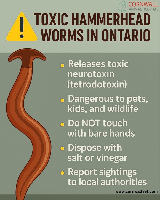 Toxic Hammerhead Worms Spotted in Ontario!   What pet owners (and garden lovers!) need to know    Hammerhead worms — alien-looking flatworms with a distinctive shovel-shaped head — have been recently spotted in parts of Ontario. They may look fascinating, but these worms are highly toxic and dangerous to pets, wildlife, and even humans!    Why They're a Threat:  They release a neurotoxin called tetrodotoxin (yes, the same as pufferfish!).  This can cause illness if touched or ingested by pets or children.  They prey on beneficial earthworms and disrupt local ecosystems.    Pet Safety Tips:  Don't let pets sniff or eat unknown worms in the garden or on walks.  Wear gloves if you need to remove one — never touch it with bare hands!  Dispose by sealing in a bag with salt, vinegar, or rubbing alcohol.    If you think your pet may have come in contact with one, call us ASAP.  Stay informed. Stay safe. Let's keep our furry friends out of harm's way      Cornwall Animal Hospital — Oakville, ON   (905)842-8800   www.cornwallvet.com